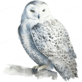 White Owl Side Design - HeatPressNation
